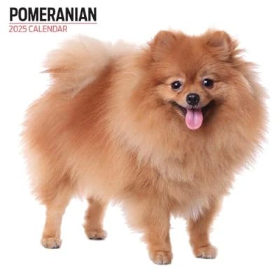 Image of Pomeranian 2025 Modern Calendar