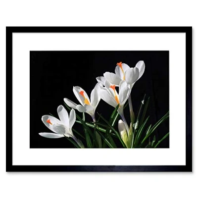 Image of Wee Blue Coo WHITE FLOWERS OPEN BLOOM SPRING BLACK FRAME FRAMED ART PRINT PICTURE B12X8855