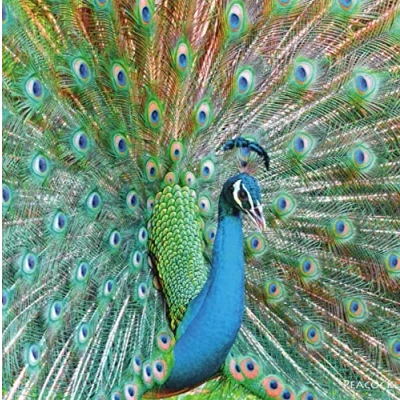 Image of Really Wild Cards Peacock Photograph With Sound Effect Greeting Card