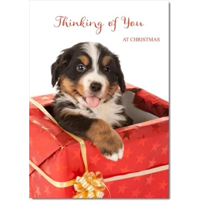 Image of doodlecards Thinking Of You Christmas Card Dog in Parcel Medium Size for with Plain Envelope