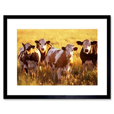 Image of Nature Agriculture Farm Animal Cow Cattle Field Framed Art Print Mount B12X3926