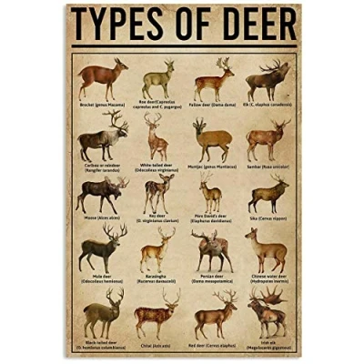 Image of BCTS Types Of Deer Poster Art Print Decor Home Wall Metal Sign 8x12 inches