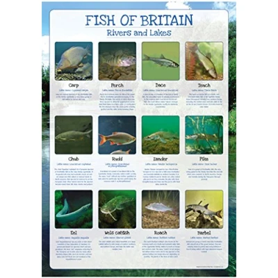 Image of Fish of Britain Poster Rivers and Lakes Paper Laminated Size A2 59 x 42cm (Approx)