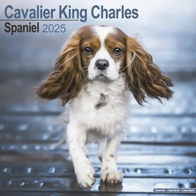 Image of Baker and Bray Cavalier King Charles Spaniel Calendar 2025, Large Square Wall Calendar, 16 Month, Gift Dog Calendar.