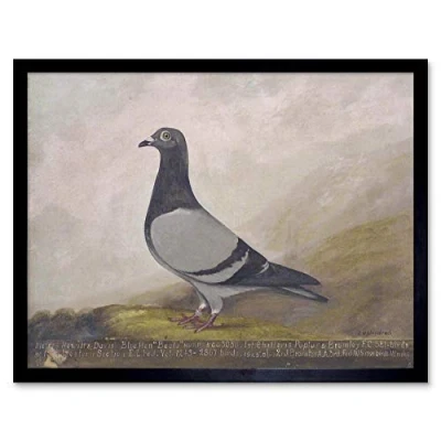 Image of Wee Blue Coo Painting Animal Pigeon Dove Bird Art Print Framed Poster Wall Decor 12X16 Inch