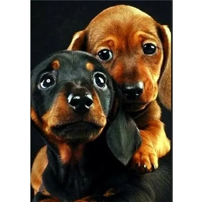 Image of Diamond Painting Art Kits Dachshund Puppy 5D for Adults,DIY Round Full Drill Embroidery Paintings Pasted Pictures Arts Crafts Home Wall Decor(35x45cm/14x18inch)