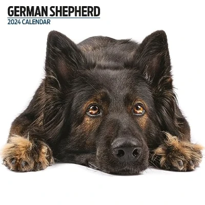 Image of German Shepherd Modern 2024 Calendar
