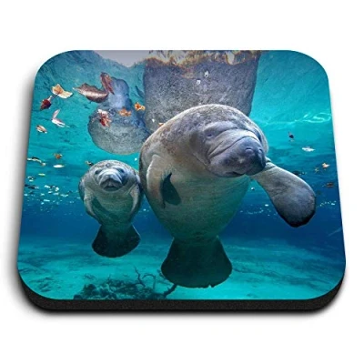 Image of 1 x Square MDF Fridge Magnet Manatee Mum &amp; Baby Florida USA 45663