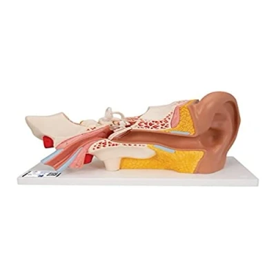 Image of 3B Scientific Ear 3 Times Life Size 4 Part + free Anatomy App Smart