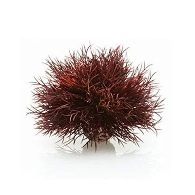 Image of biOrb Aquarium Sea Lily dark red