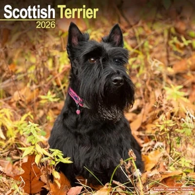 Image of Scottish Terrier Calendar 2026