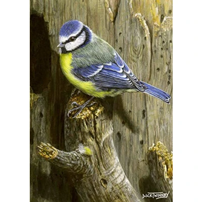 Image of Bird greeting card. Blue Tit at Home by Dick Twinney