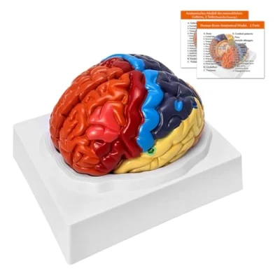 Image of Human Brain Anatomy Model 2 Parts, Color Coded Partitioned Brain, Anatomically Accurate for Teaching Medical Study Display