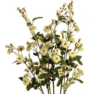Image of The Recipe Green Wild Meadow Rose