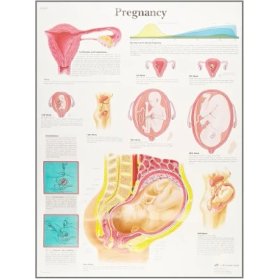 Image of 3B Scientific Human Anatomy Pregnancy Chart, Paper Version