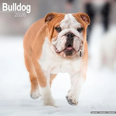 Image of Bulldog Calendar 2026
