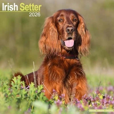Image of Irish Setter Calendar 2026
