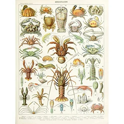 Image of Artery8 Millot Encyclopedia Page Crustaceans Lobster Large Wall Art Poster Print Thick Paper 18X24 Inch