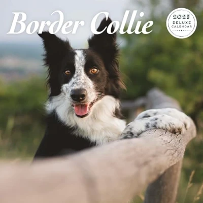 Image of Border Collie 2025 Deluxe Calendar
