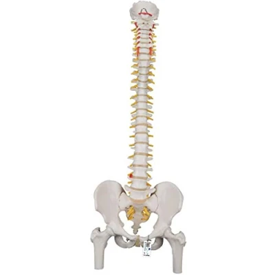 Image of 3B Scientific Classic Flexible Spine with Femur Heads + free Anatomy App Smart A58/2