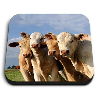 Image of 1 x Square MDF Fridge Magnet Cows Farm Animal Cattle Cow 8249