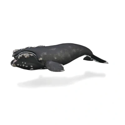 Image of CollectA Right Whale Realistic Toy, Animal Figures, Sea Toys For Kids, Educational Toys, Perfect Imaginary Play, 3 Years +