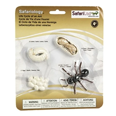 Image of Safari Life Cycle Of An Ant,White