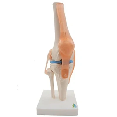 Image of KJKVIVH Anatomical Knee Joint Human Teaching Model with Ligaments Model, Life Size