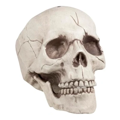 Image of Boland 10134200 Skull Jawbone with Movable jaw, Multicoloured, Standard Size