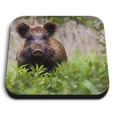 Image of 1 x Square MDF Fridge Magnet Wild Boar Sus Scrofa Hog Pig Animal 24437
