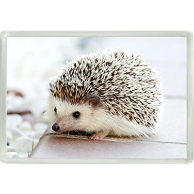 Image of Hedgehog Wildlife Nature Jumbo Fridge Magnet Gift 103