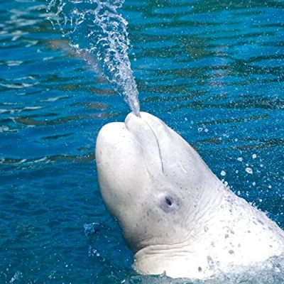 Image of Beluga Whale Greeting Sound Card by Really Wild Cards