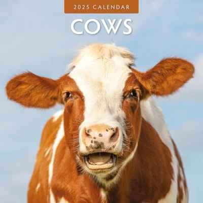 Image of Cows 2025 Square Wall Calendar by Red Robin Publishing