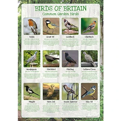 Image of Birds of Britain Poster Common Garden Paper Laminated Size A2 59 x 42cm (Approx)