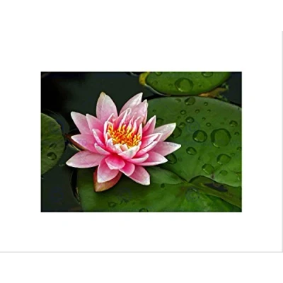 Image of Wee Blue Coo LOTUS FLOWER LILY PAD PINK BLACK FRAME FRAMED ART PRINT PICTURE MOUNT B12X9469