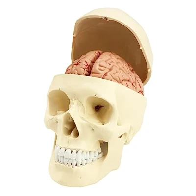 Image of QWORK® 3 Part Human Skull Model and 8 Brain with Numbers, 1:1 Life Size Anatomy for Medical Teaching Learning