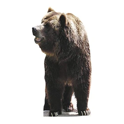 Image of Star Cutouts Cut Out of Bear