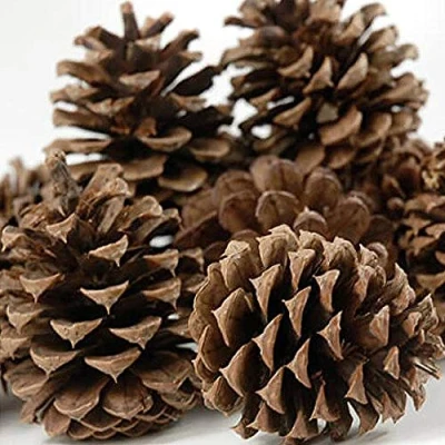 Image of 50 Piece Natural Fir Pine Austriaca Cones Florist Xmas Wreaths Garlands Wedding Christmas