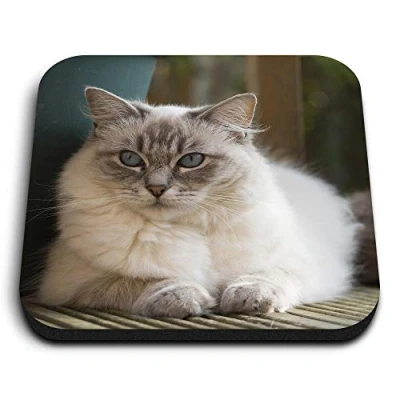 Image of 1 x Square MDF Fridge Magnet Ragdoll Cat Kitten Cats Cute 2285