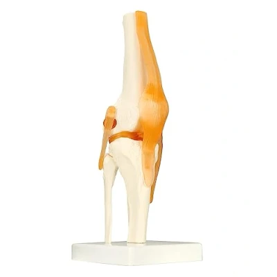 Image of QWORK® Human Knee Joint Model Anatomical for Medical Teaching Learning Display (12&quot; Height)