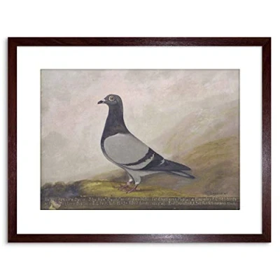 Image of Wee Blue Coo 9x7 &#039;&#039; ANIMAL PIGEON DOVE BIRD FRAMED ART PRINT PICTURE MOUNT PHOTO F97X653