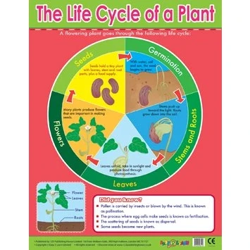 Image of Easy2Learn Plant Lifecycle Learning Chart School Poster
