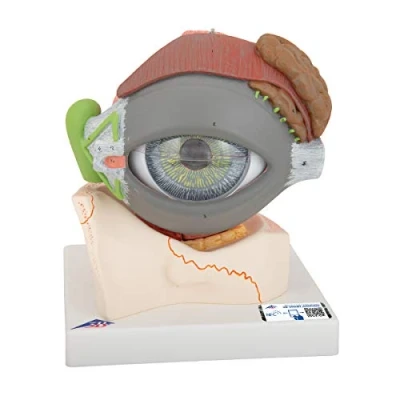 Image of 3B Scientific Eye 5 Times Full Size 8 Part + free Anatomy App Smart Anatomy, F12