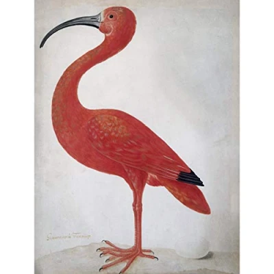Image of Artery8 Merian Scarlet Ibis With Egg Nature Bird Painting Large Wall Art Poster Print Thick Paper 18X24 Inch