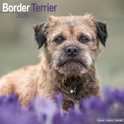 Image of Border Terrier Calendar 2026