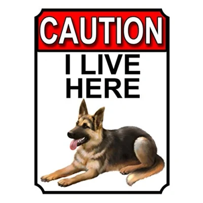 Image of CAUTION I LIVE HERE METAL GATE SIGN ALSATIAN DOG THEME 200MM X 150MM (1727H1)