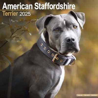 Image of American Staffordshire Terrier 2025 Square Wall Calendar Dog Breed Calendar: Original Avonside Kalender [Mehrsprachig] [Kalender]