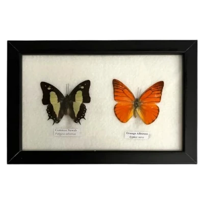 Image of VIE Naturals Real Taxidermy Butterfly Mounted Under Glass in Handmade Elegant Black Wooden Frame (17.5X14CM) Assorted 2 Butterflies