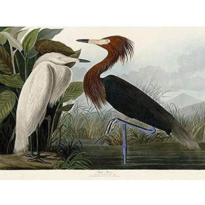 Image of Artery8 Audubon Birds Purple Heron Painting Unframed Wall Art Print Poster Home Decor Premium