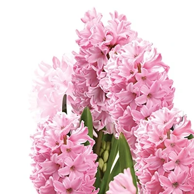 Image of Daisy 3 Ply Spring Flowers Tissue Paper Napkins Serviettes for Decoupage Lunch 33cm x Pack of 20 (Pink Hyacinths)